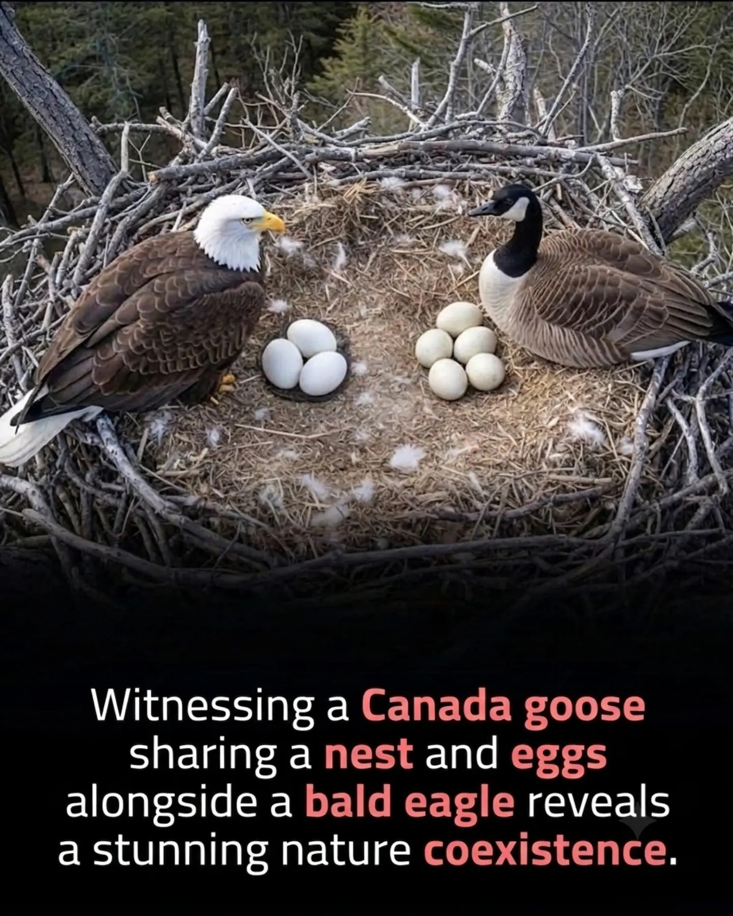 Debunking the Viral Fake: Why Bald Eagles and Canada Geese Don't Share Nests