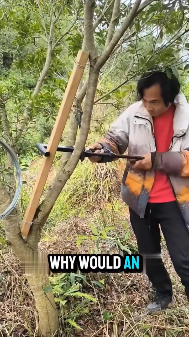 How a Tree Straightening Device Protects and Corrects Leaning Trees