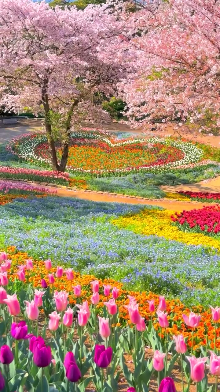 Spring Tulips and Cherry Blossoms in Japan