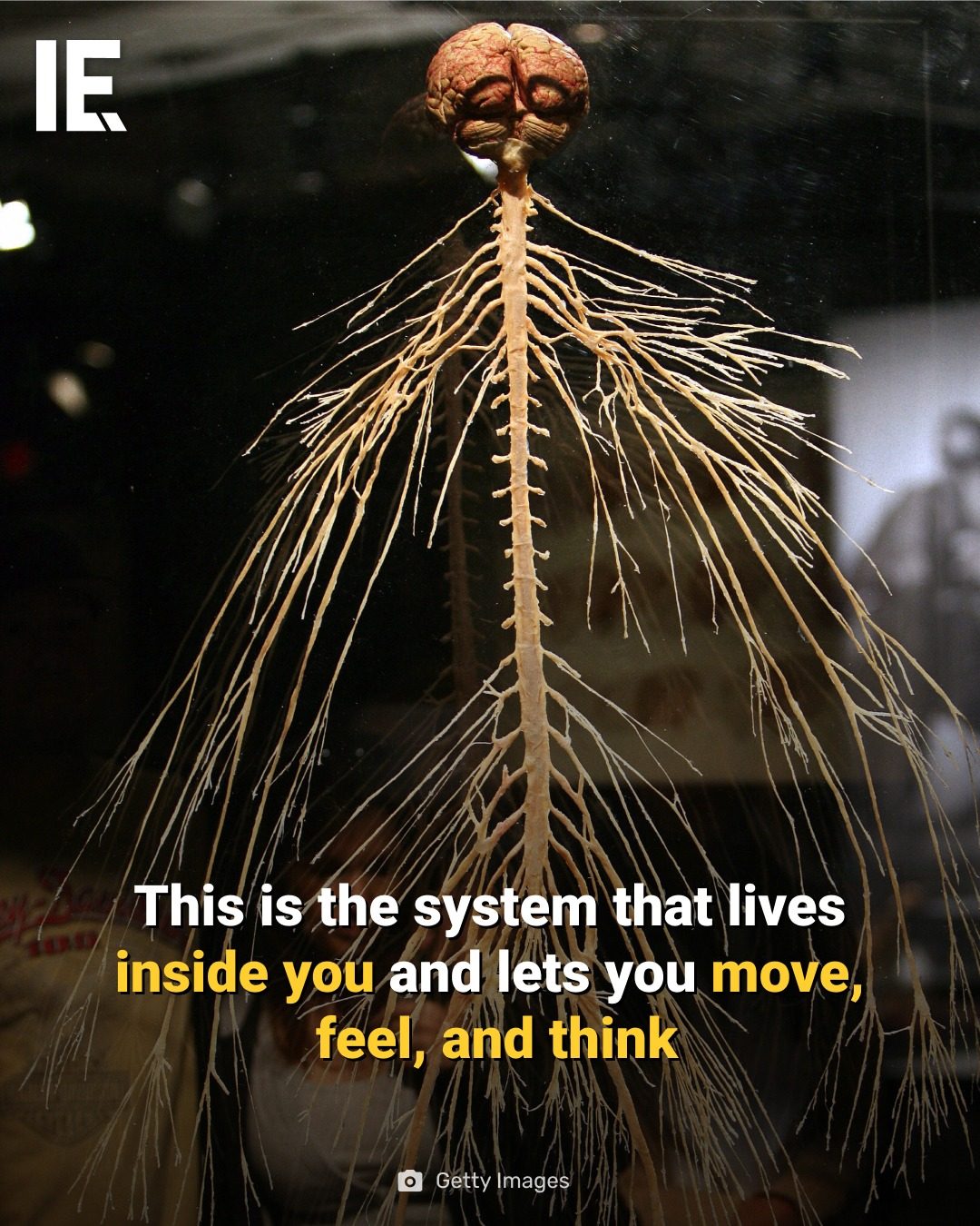 Exploring the Human Nervous System: Movement, Sensation, and Thought