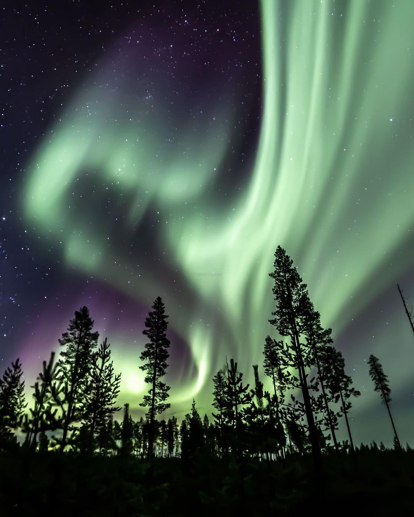 Aurora Borealis Over Forest: Stunning Night Views