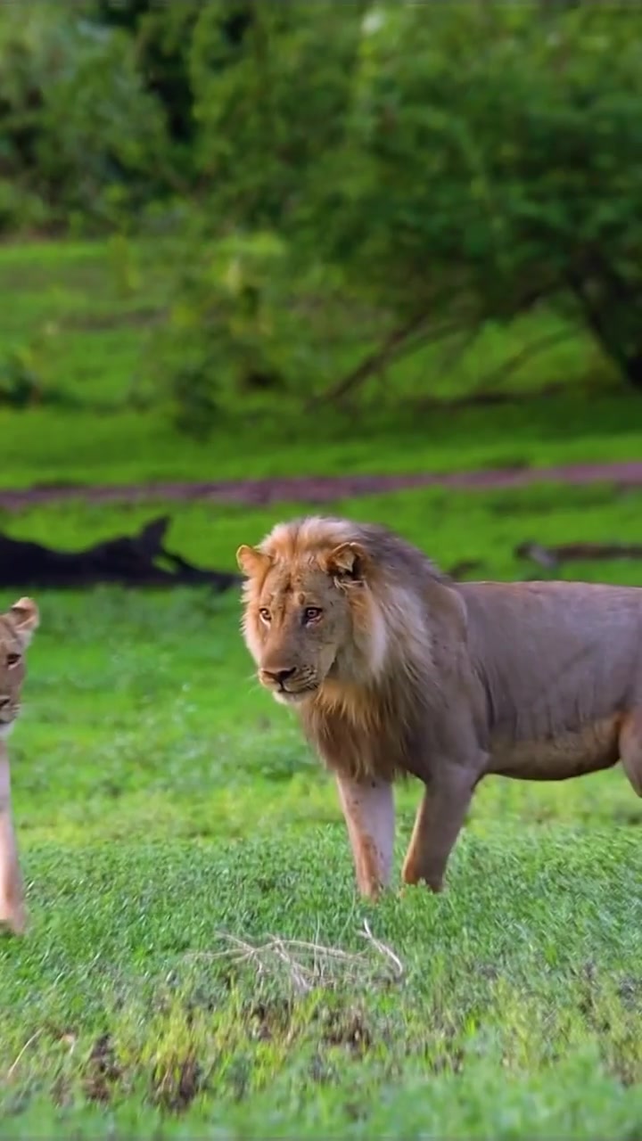 Lion Family Bonding in Natural Habitat