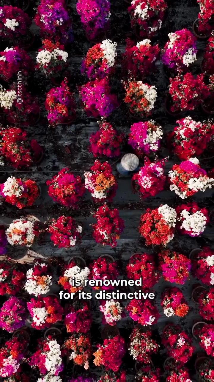 Bến Tre Flower Village: Tet Preparations