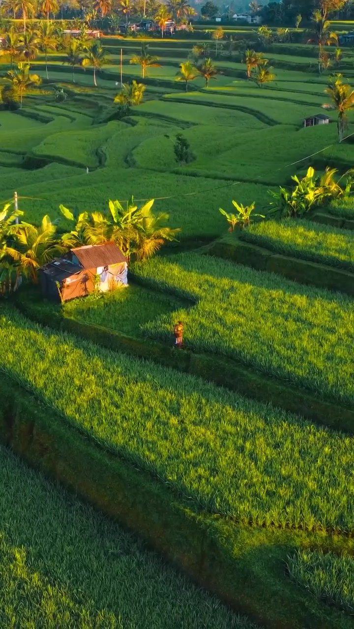 Aerial View of Rice Terraces: Peaceful Landscapes