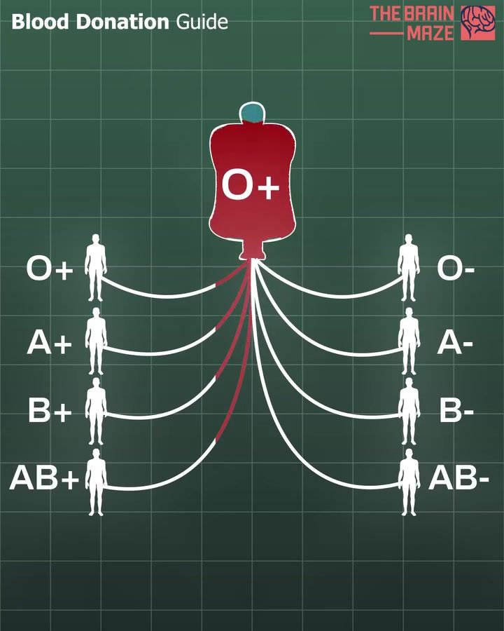 Blood Type Compatibility: Essential Guide for Donors and Recipients