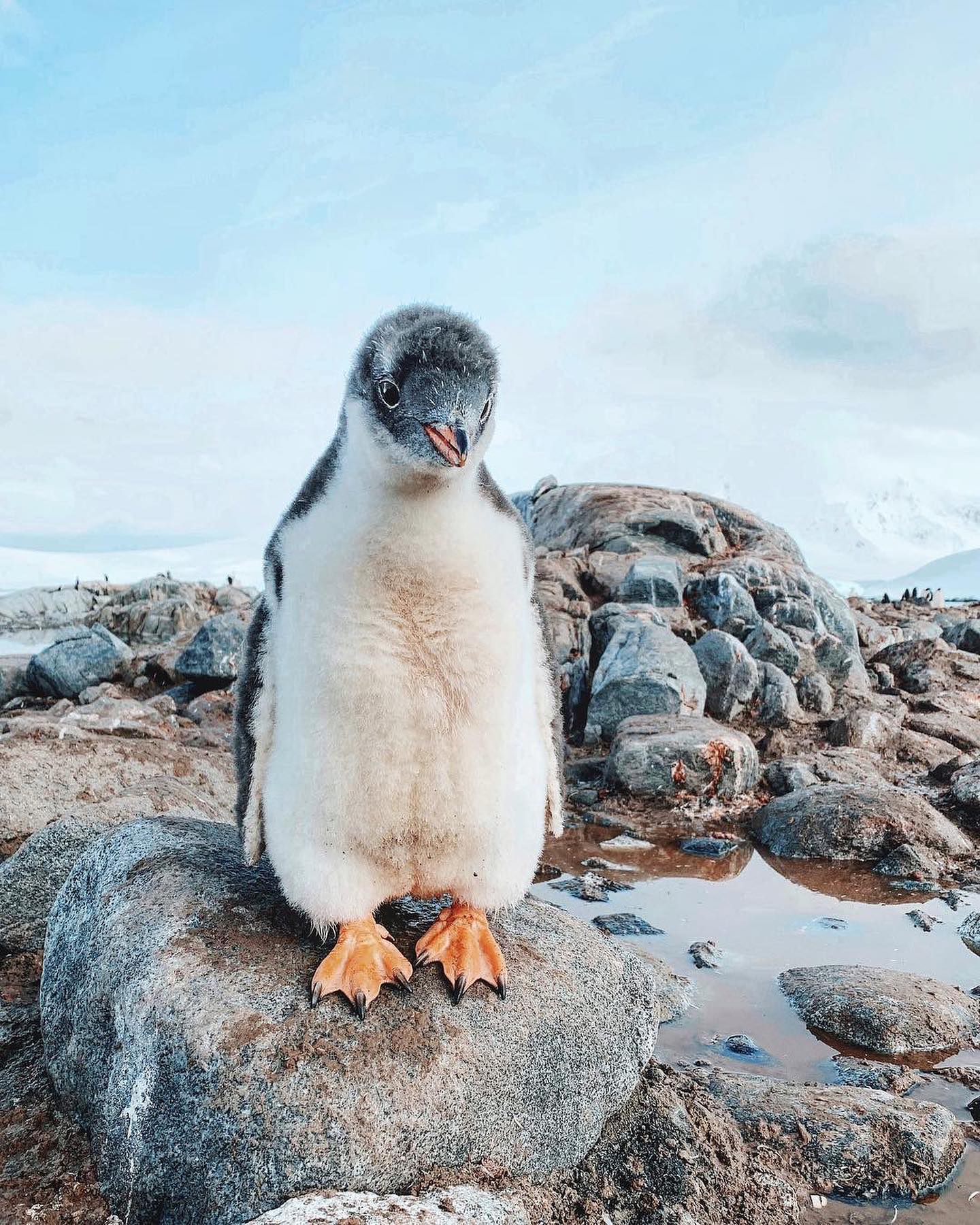 Penguin Species in Natural Habitat: A Visual Guide