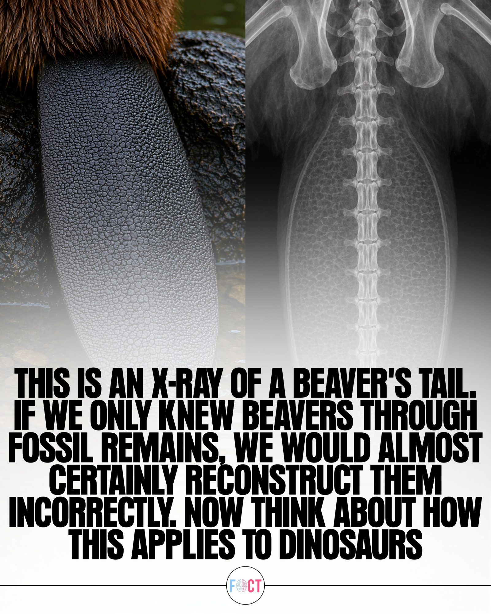Beavers' Tails and the Dinosaur Reconstruction Mystery