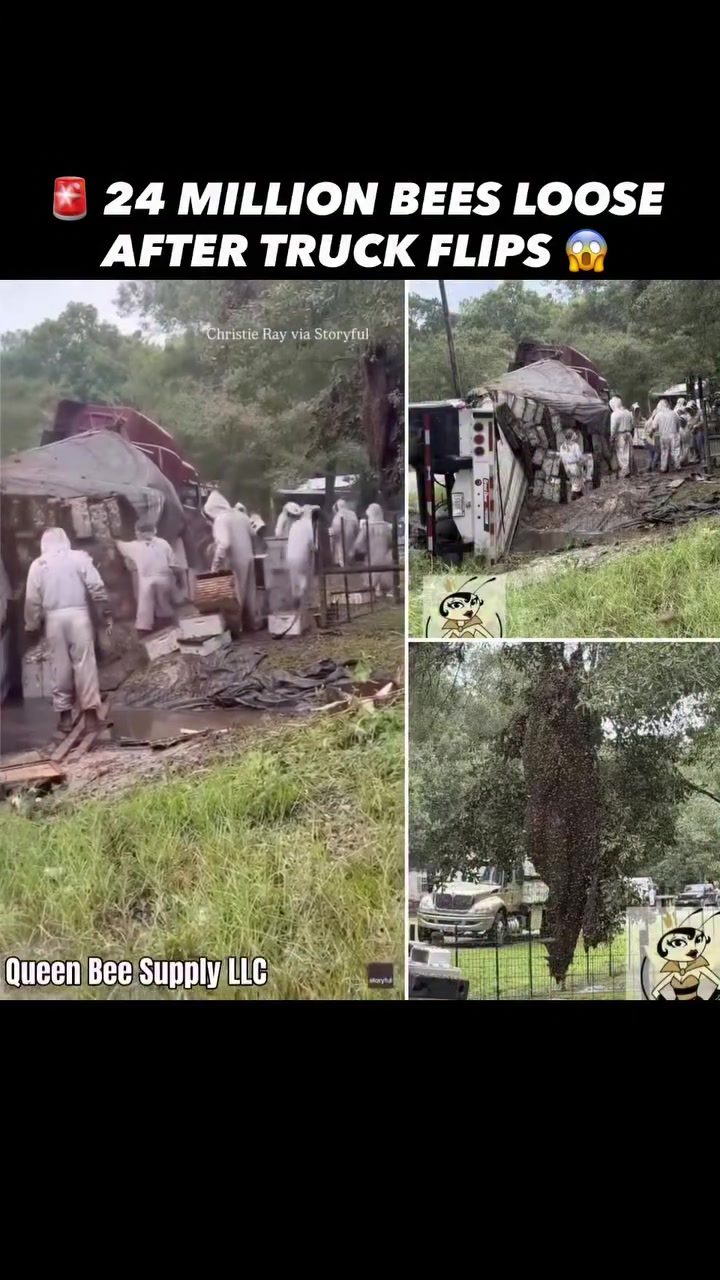 24 Million Bees Loose After Texas Truck Flips