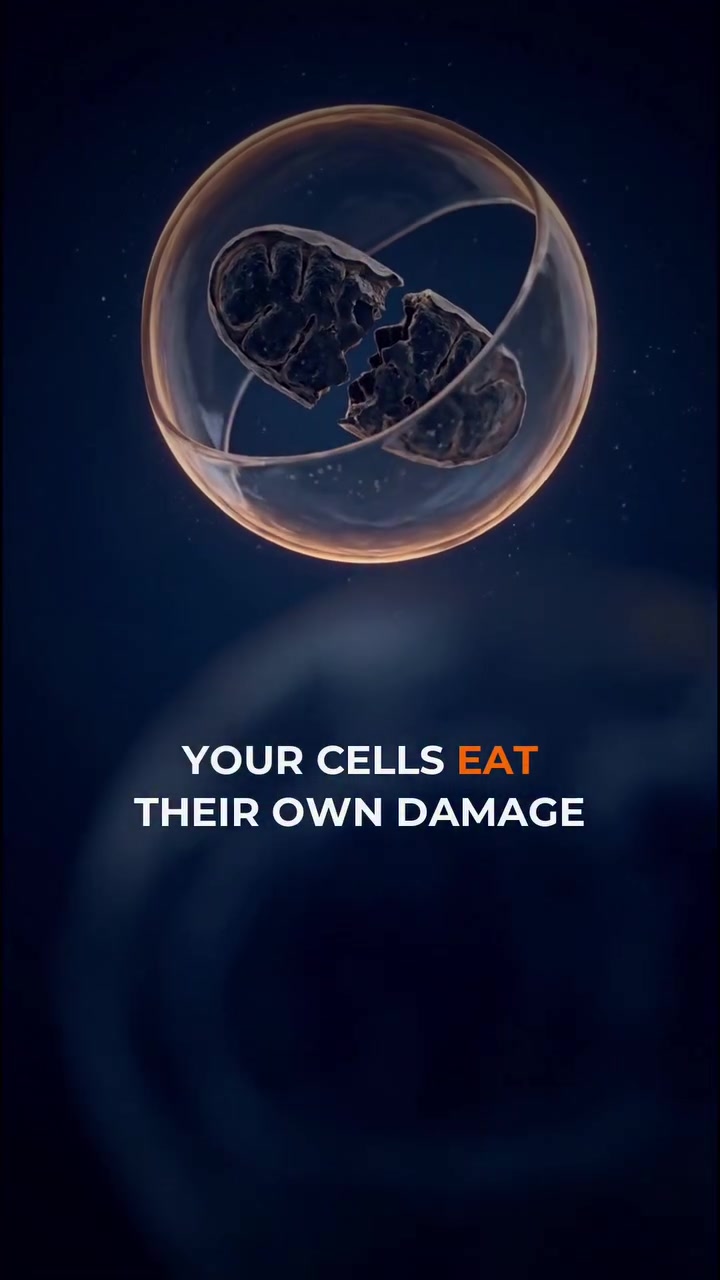 Autophagy: Cells Repairing Themselves