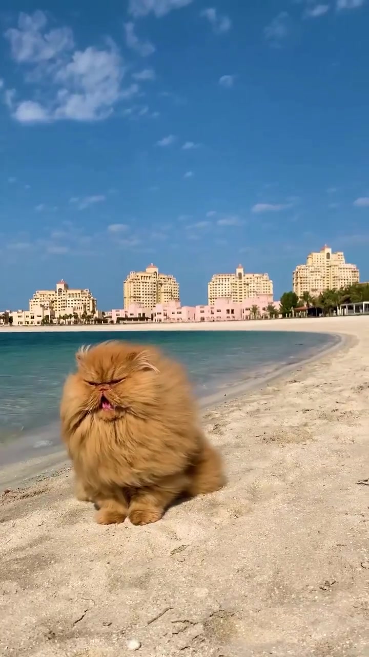 Fluffy Orange Cat Enjoying Beach Day