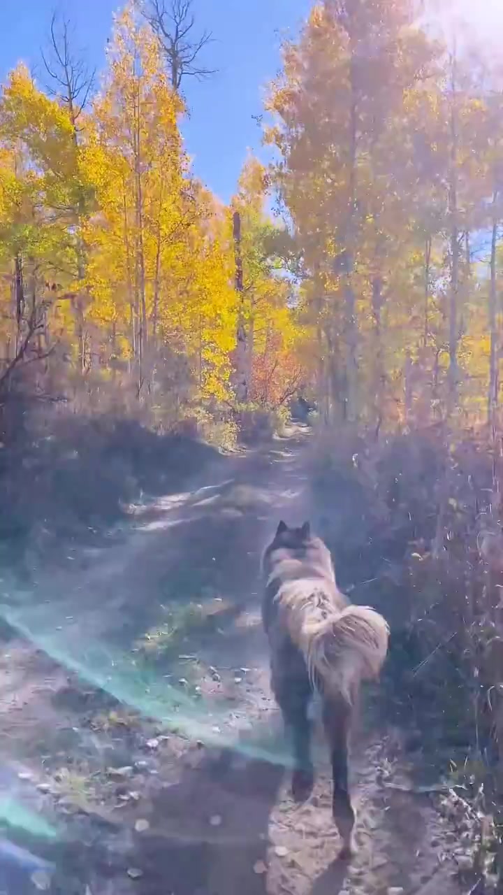 Huskyquoi's Autumn Run in Mud Lake