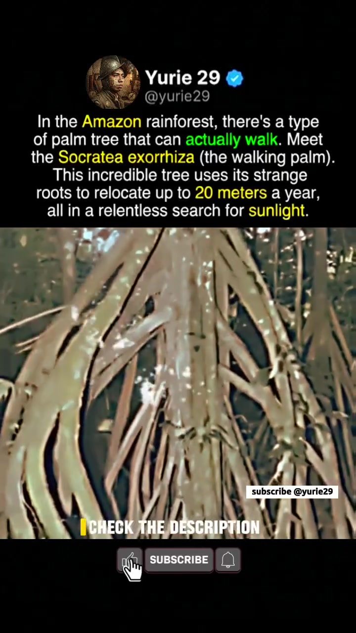 Amazon's Walking Palm: The Tree That Moves 20 Meters a Year