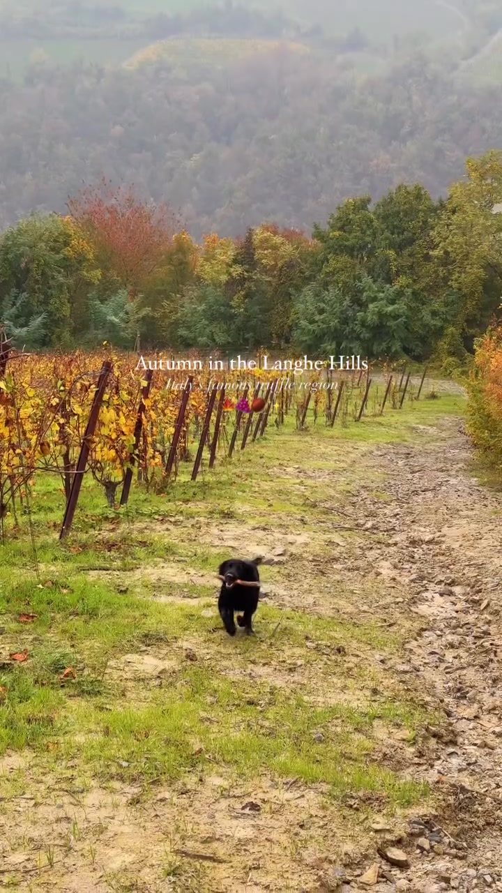 Explore the Langhe Hills: Italy's Fall Escape