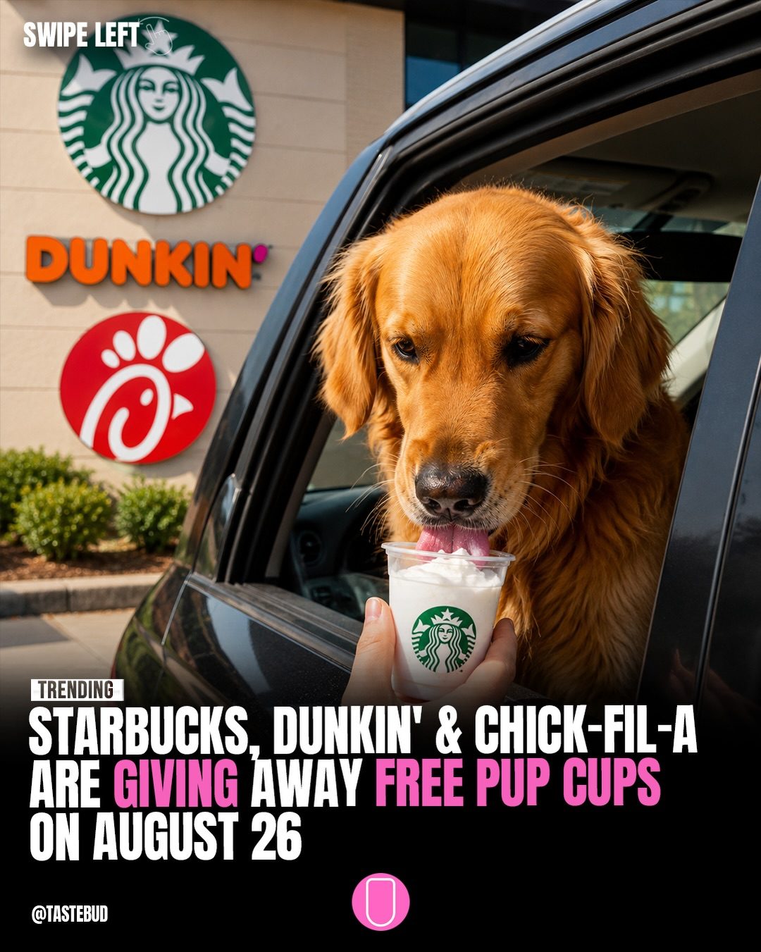 Starbucks Free Pup Cups: August 26th Promotion