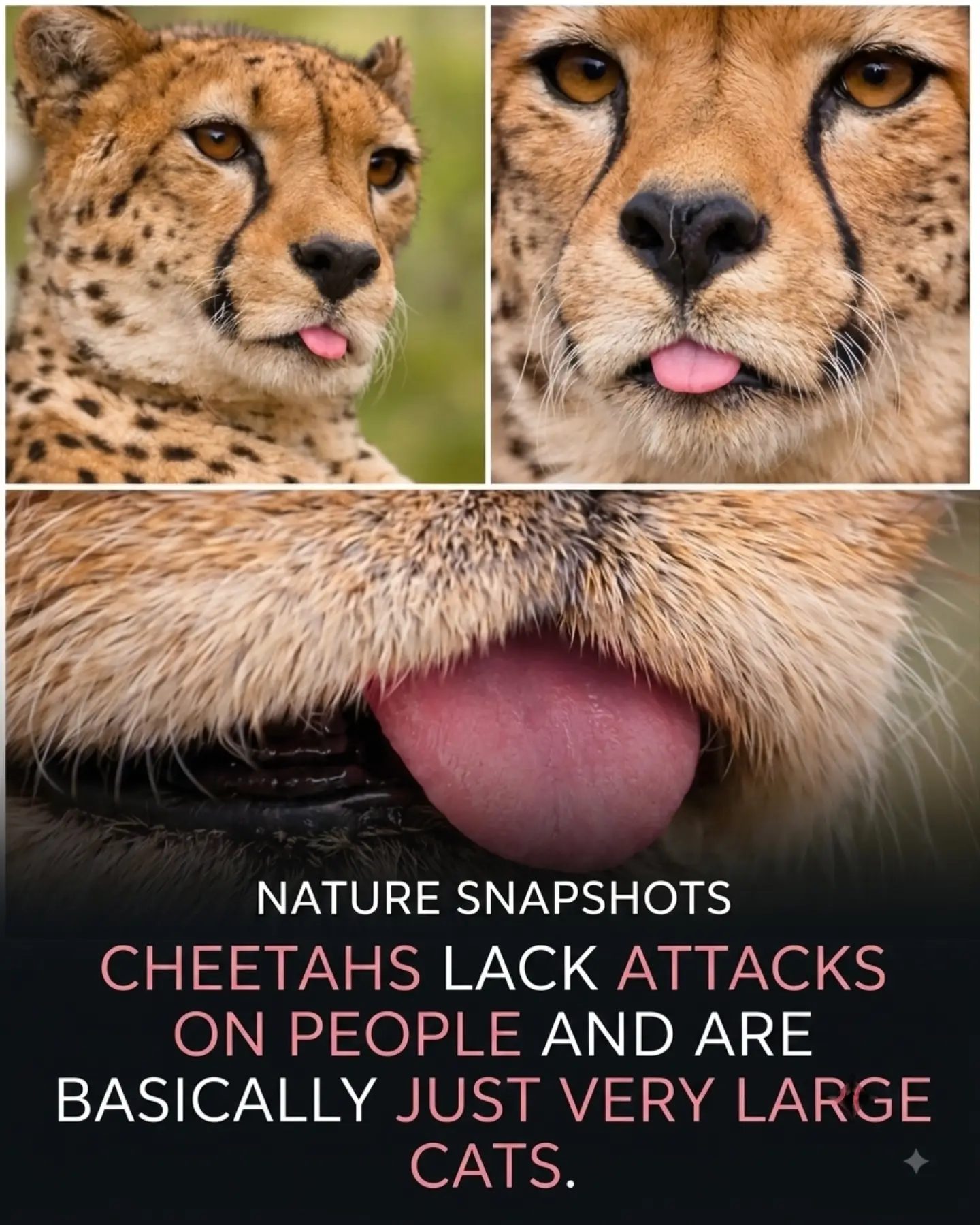 Cheetahs: Gentle Giants or Apex Predators?