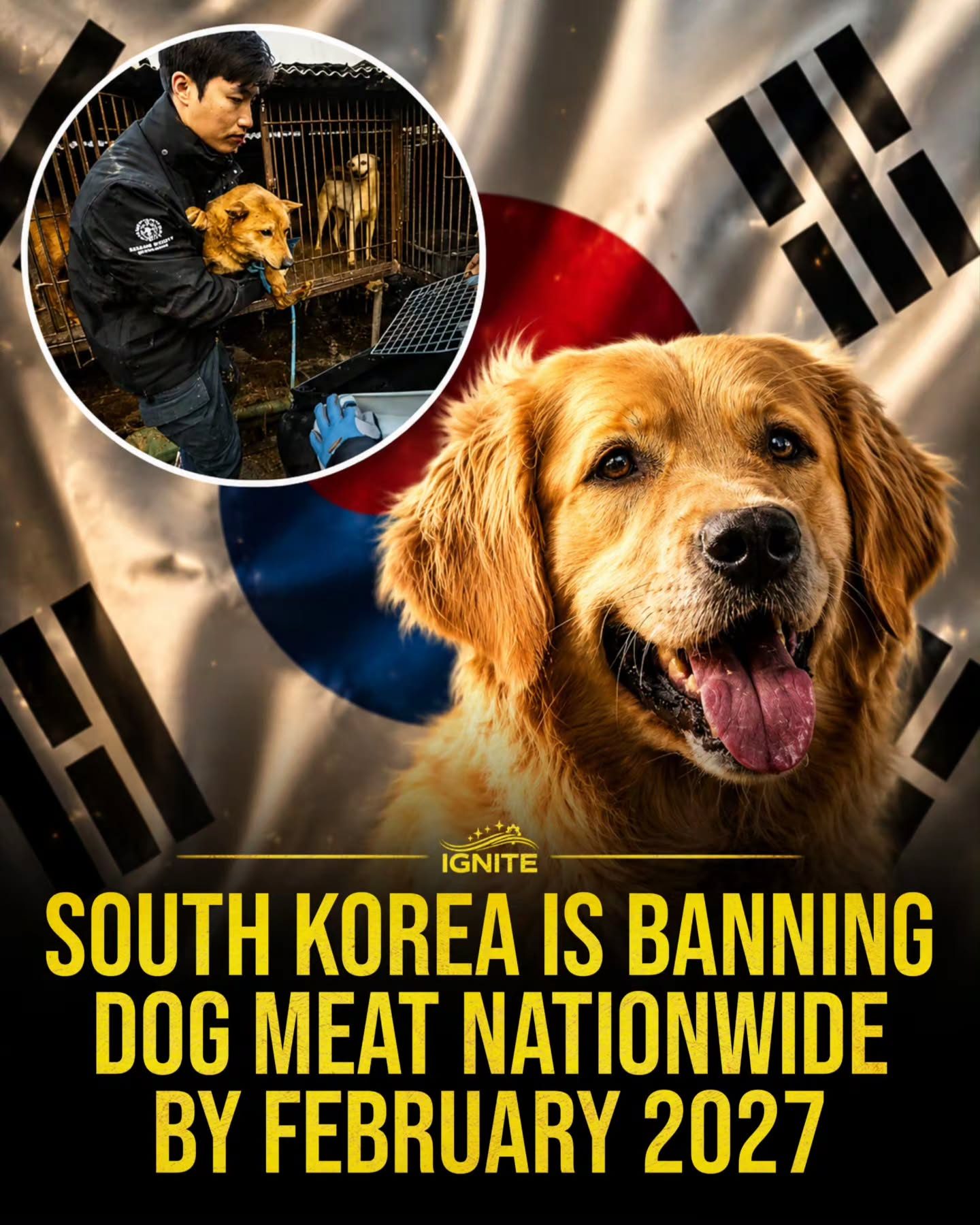 South Korea's 2027 Dog Meat Ban: A Shift in Animal Welfare