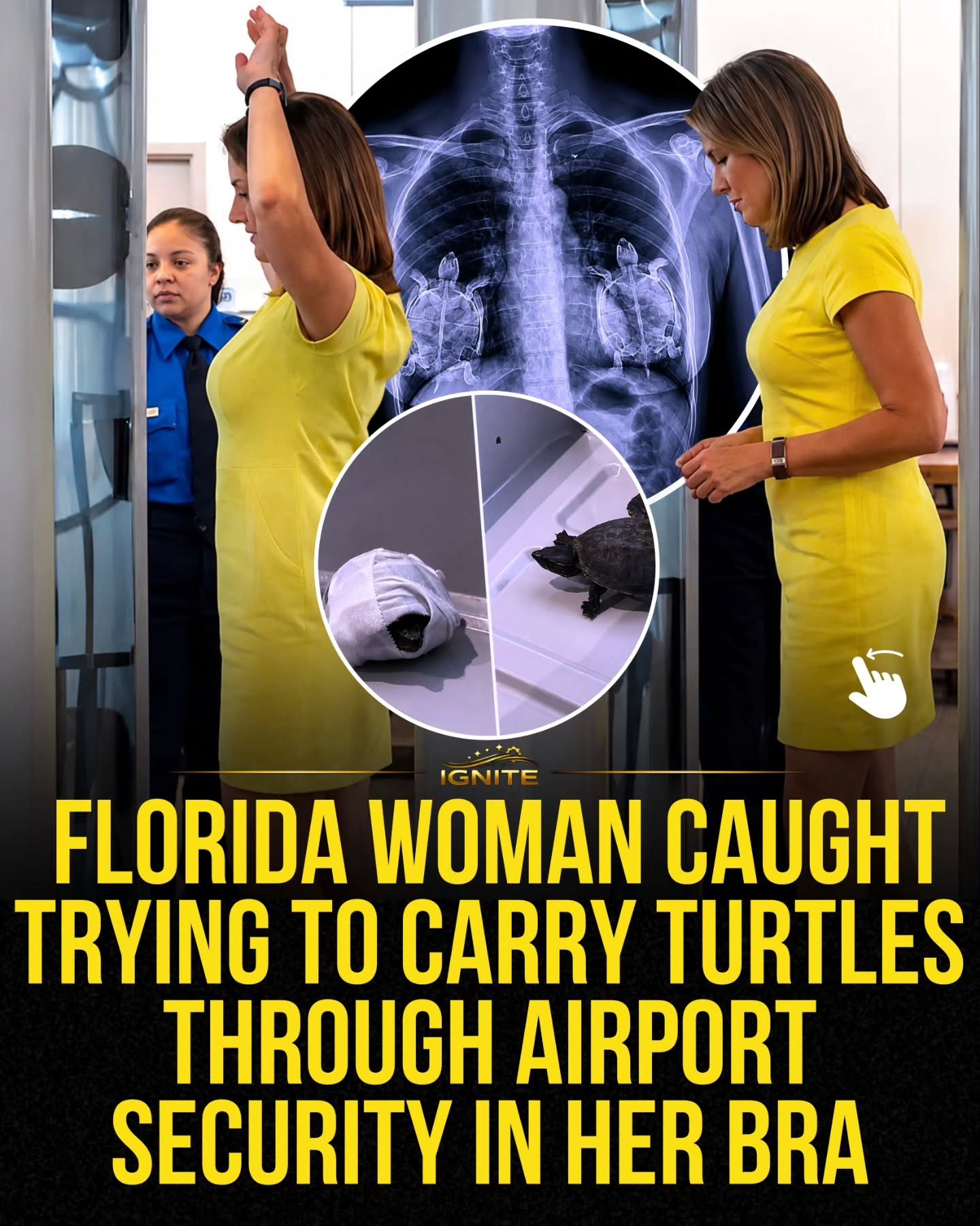 Florida Woman Busted With Turtles in Underwear at Airport