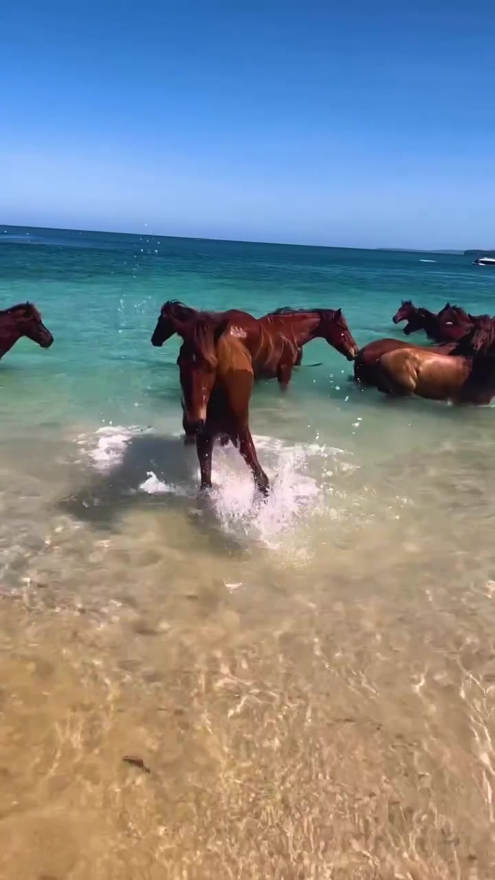 Horses Running on a Tropical Beach