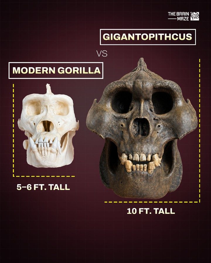 Gigantopithecus Size: Ape Giants Compared to Modern Gorillas