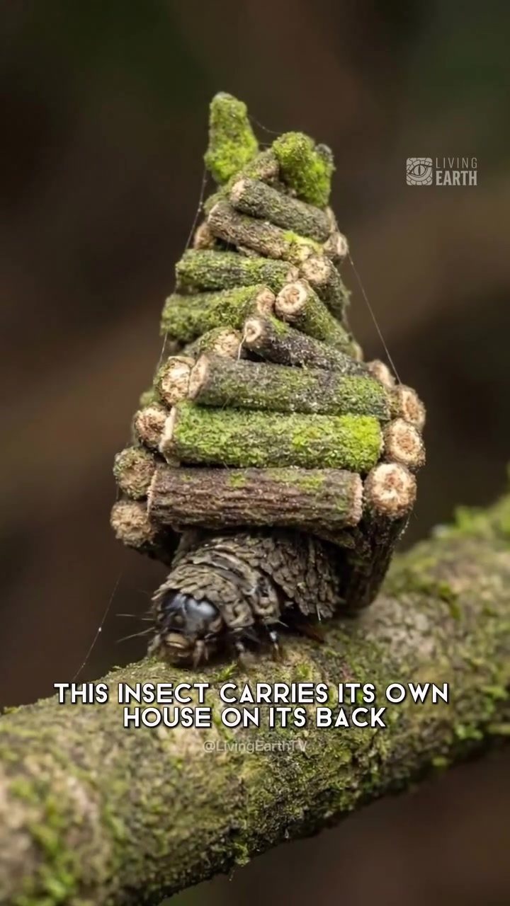 The Bagworm: How This Tiny Caterpillar Creates and Carries Its Own House