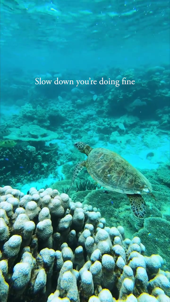 Underwater Turtle Scene: Coral Reefs and Motivation