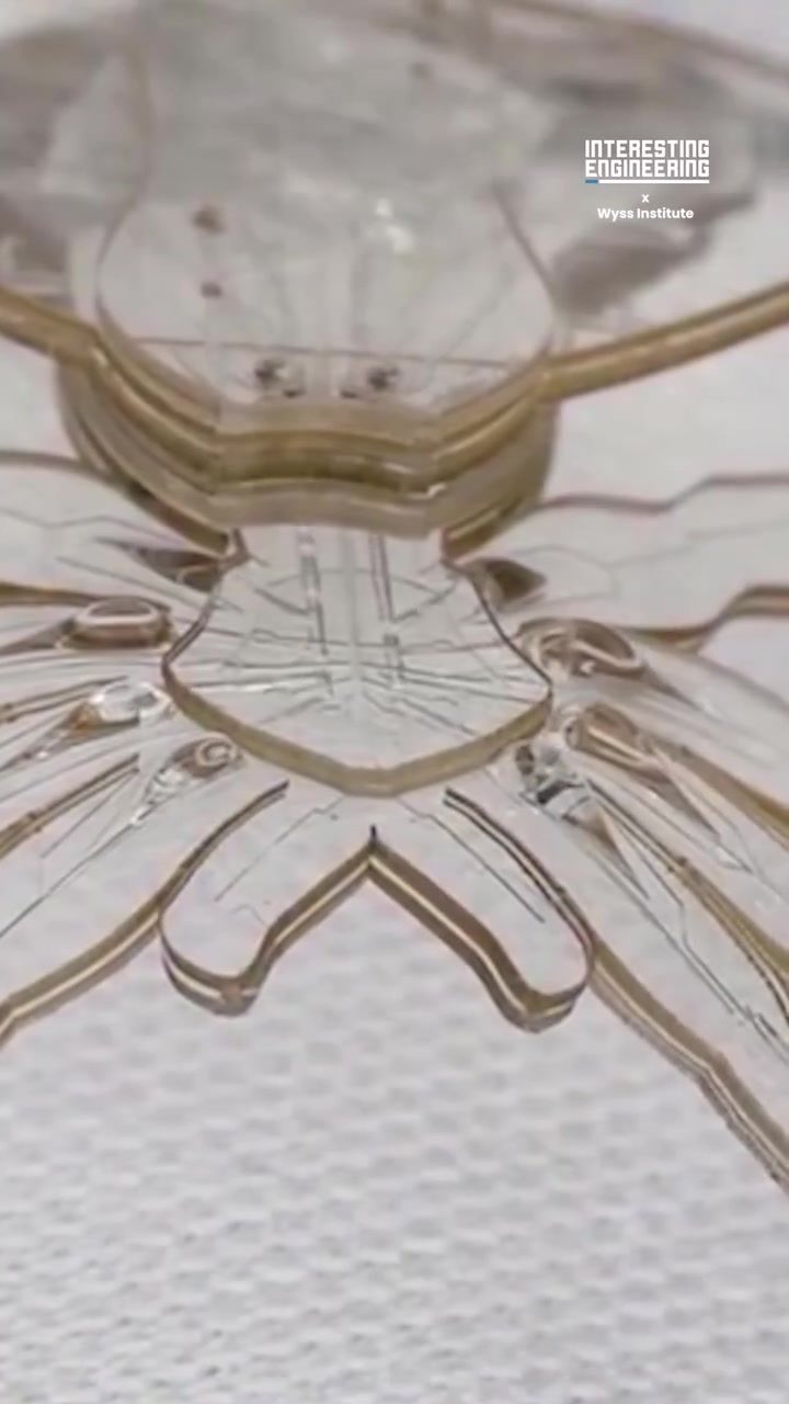Wyss Institute's Soft Robot Spider: Walking, Changing Color, and More