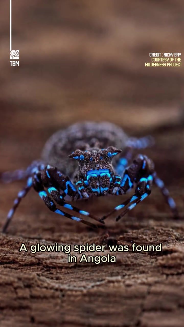 Mysterious Glowing Spider of Angola