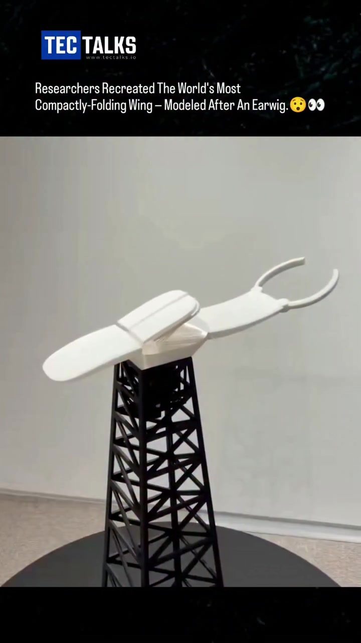 Earwig-Inspired Wings: Engineering's New Folding Frontier