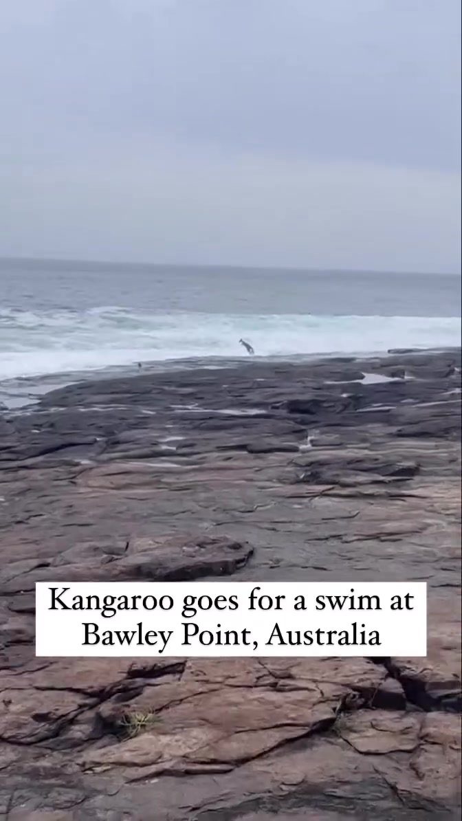 Kangaroo Spotted Swimming in the Ocean at Bawley Point