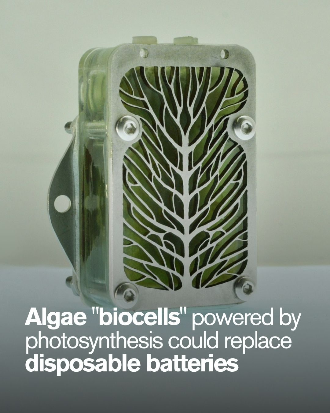 Algae-Powered Biocells: A Clean Battery Alternative