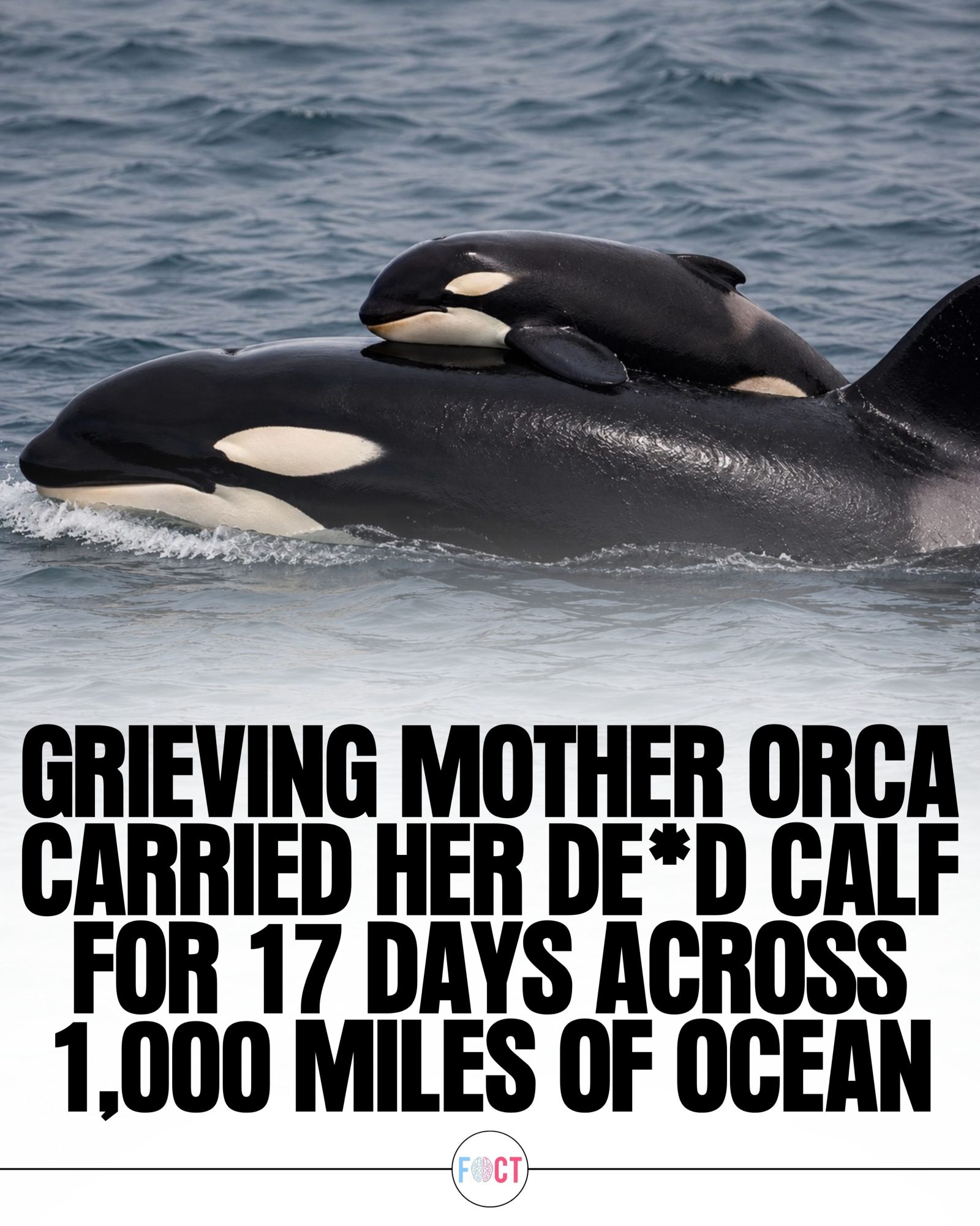 Tahlequah's 1,000-Mile Grieving Journey with Her Calf