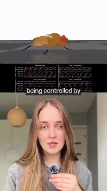 Fly Brain Mimicked: Scientists Achieve Insect Movement Control