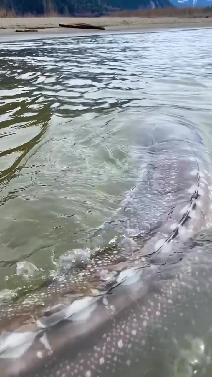 Salmon River Leaping: Spawning Migration Video