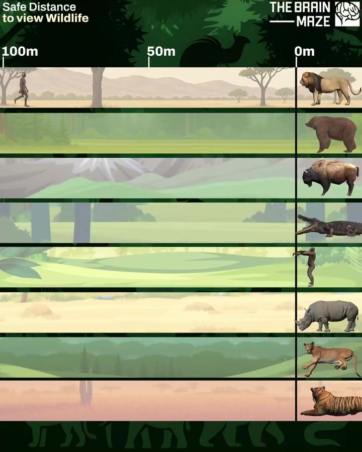 Wildlife Observation: Essential Safety Distances