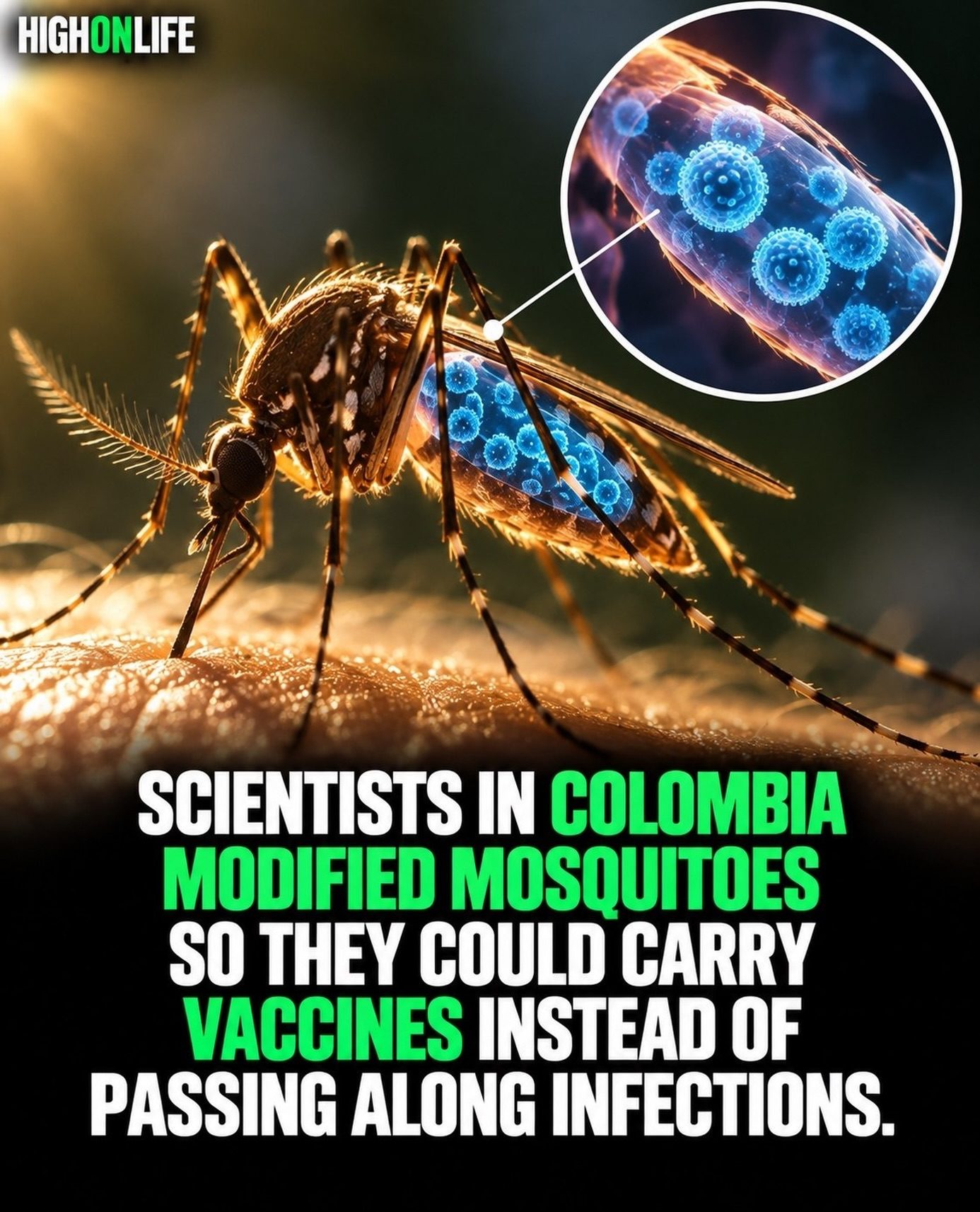 Modified Mosquitoes in Colombia: Vaccine Carriers