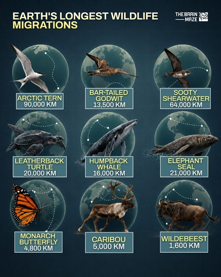 Longest Wildlife Migrations on Earth: Incredible Distances and Journeys