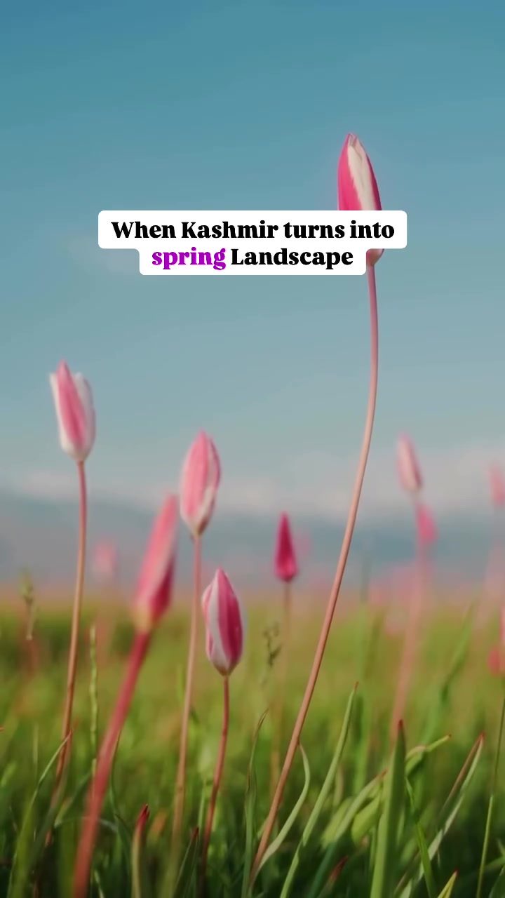 Kashmir's Vibrant Spring Landscape: Tulips, Blossoms, and More
