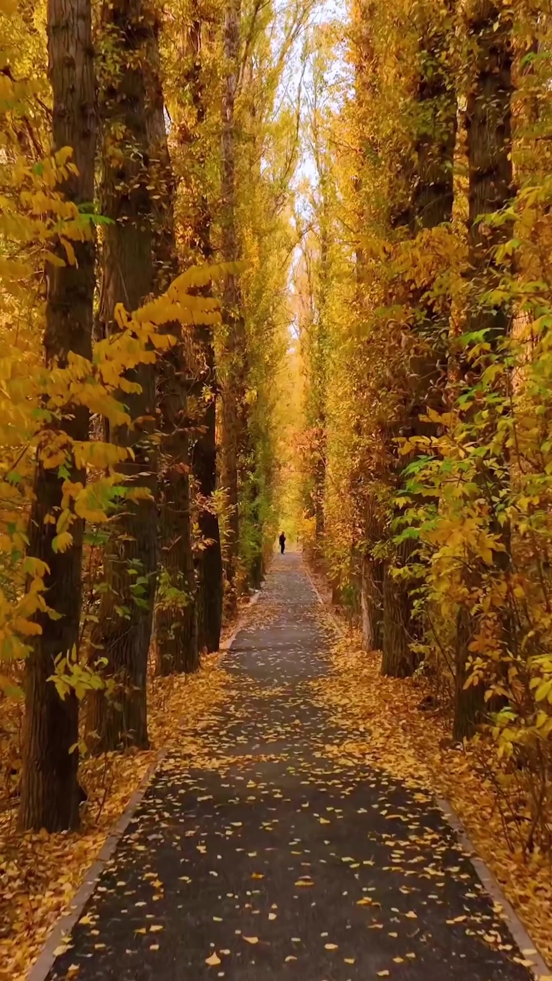 Autumn Tree-Lined Path: Serene Fall Landscape