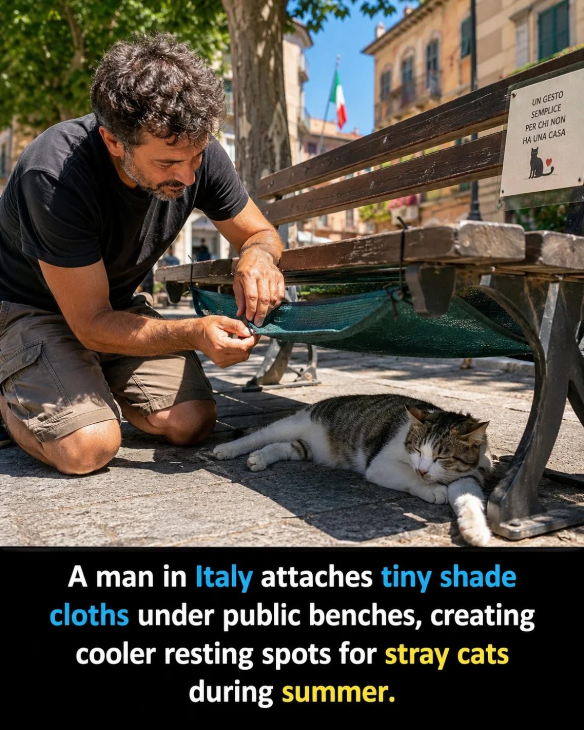 Man in Italy Creates Shade for Stray Cats During Summer