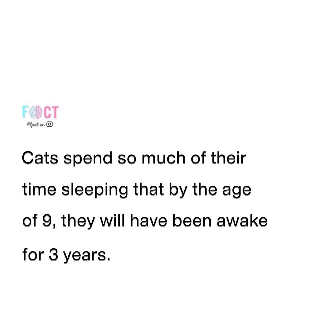 How Much Do Cats Sleep? Surprising Facts About Feline Naps