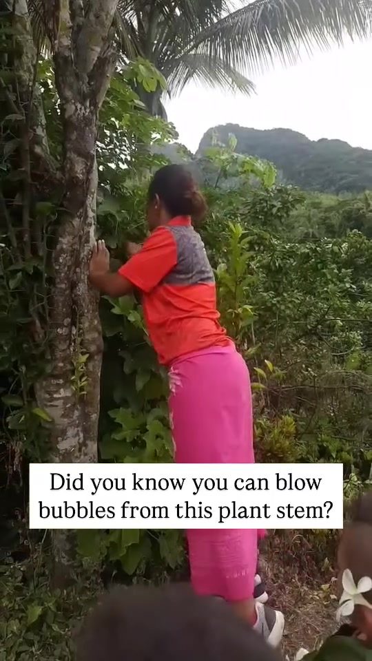 **Blow Bubbles from a Plant Stem: Nature's Unique Trick**