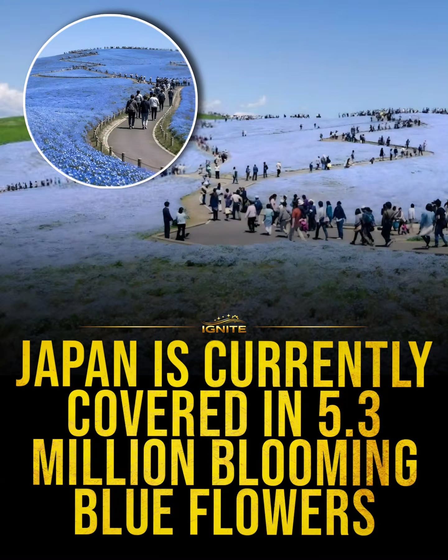 5.3 Million Blue Flowers Bloom in Japan