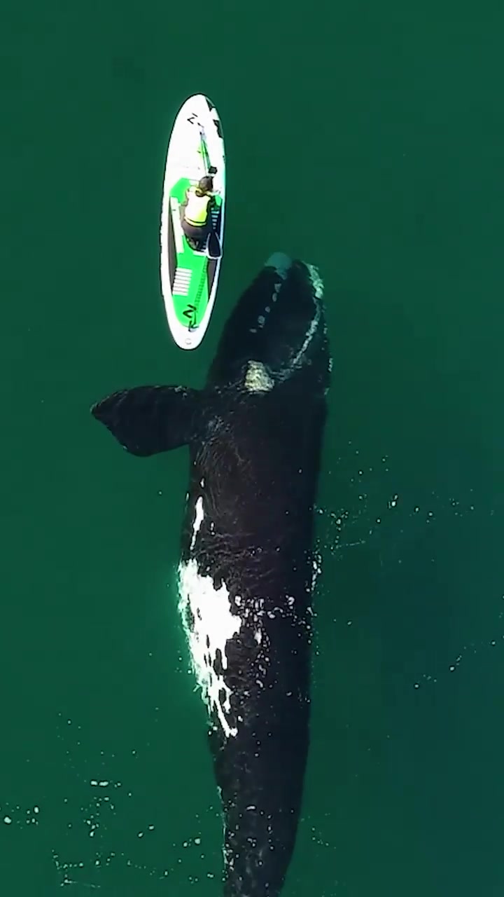 Paddleboarder's Close Encounter With Whale