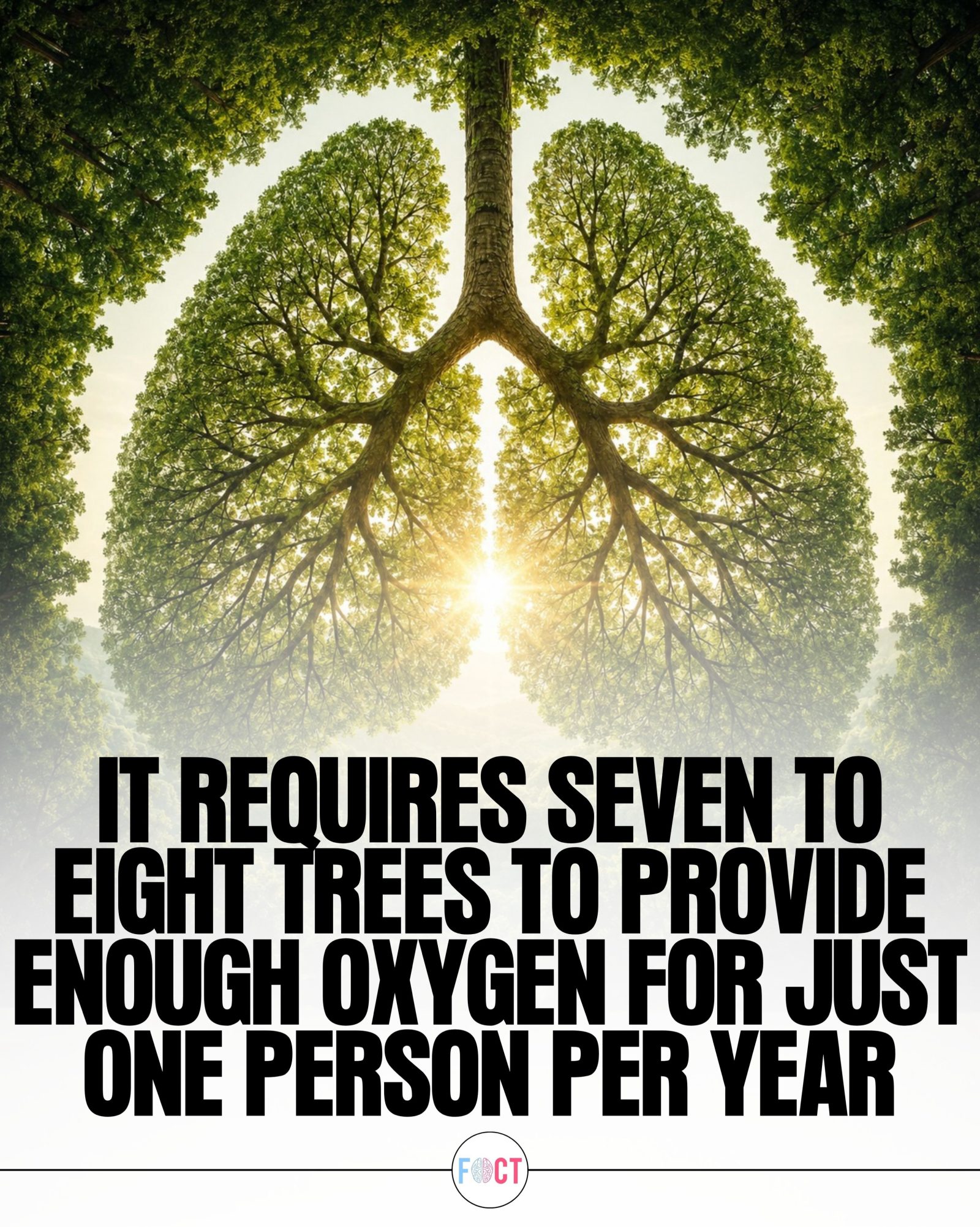 How Many Trees Does It Take to Provide a Year's Supply of Oxygen?