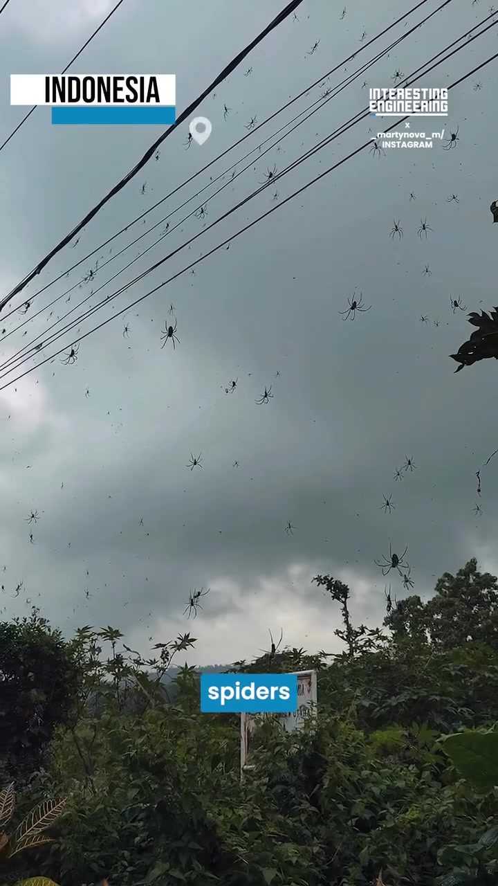 Spider Swarms: Why Indonesia's Power Lines are Covered in Silk