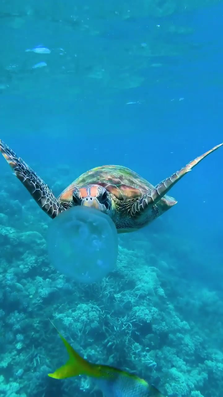 Underwater Sea Turtle: Coral Reefs and Marine Life