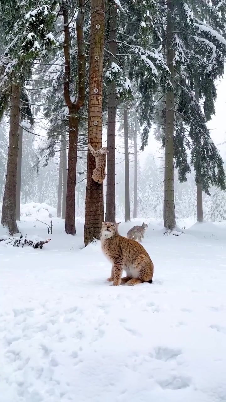 Lynx Climbing Trees in Snowy Forest