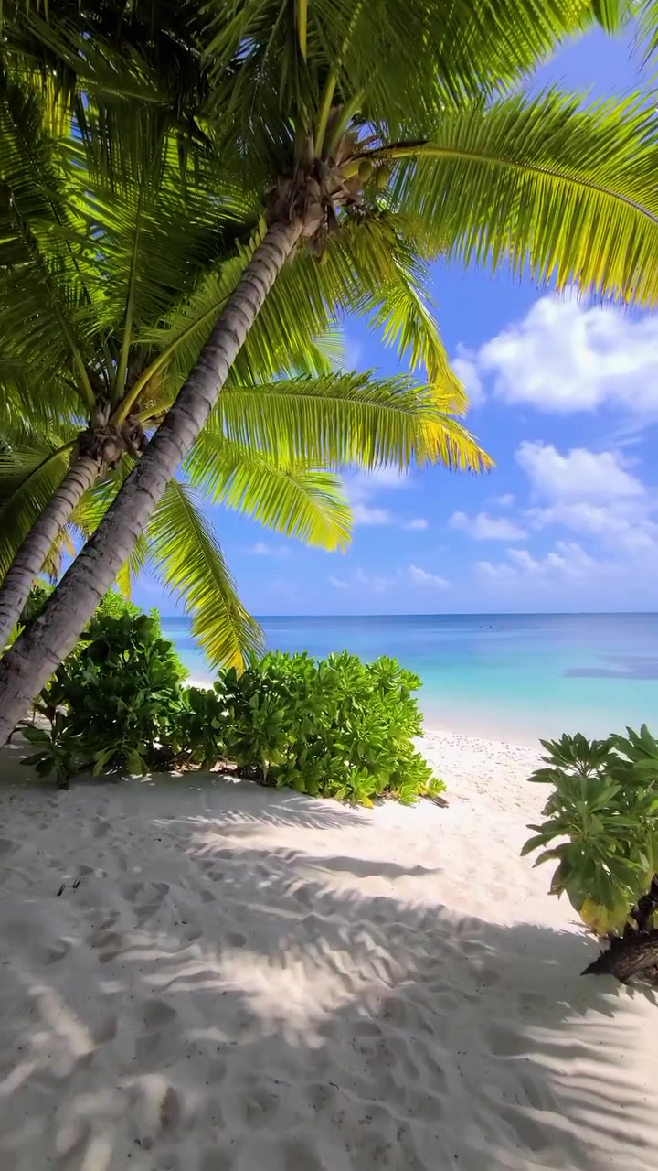 Tropical Beach Scene: Palm Trees Frame Turquoise Ocean