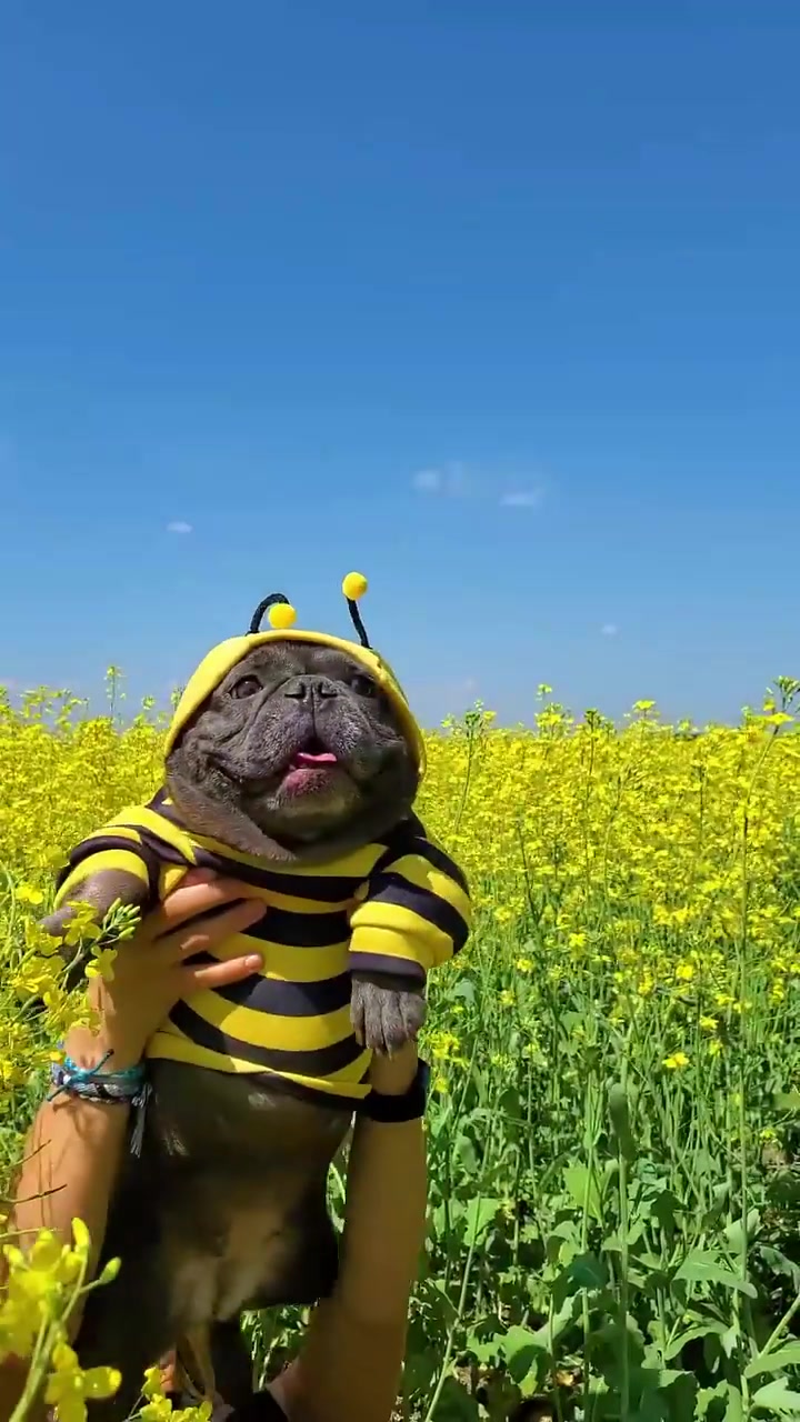 French Bulldog in Bee Costume: Cute Field Scene