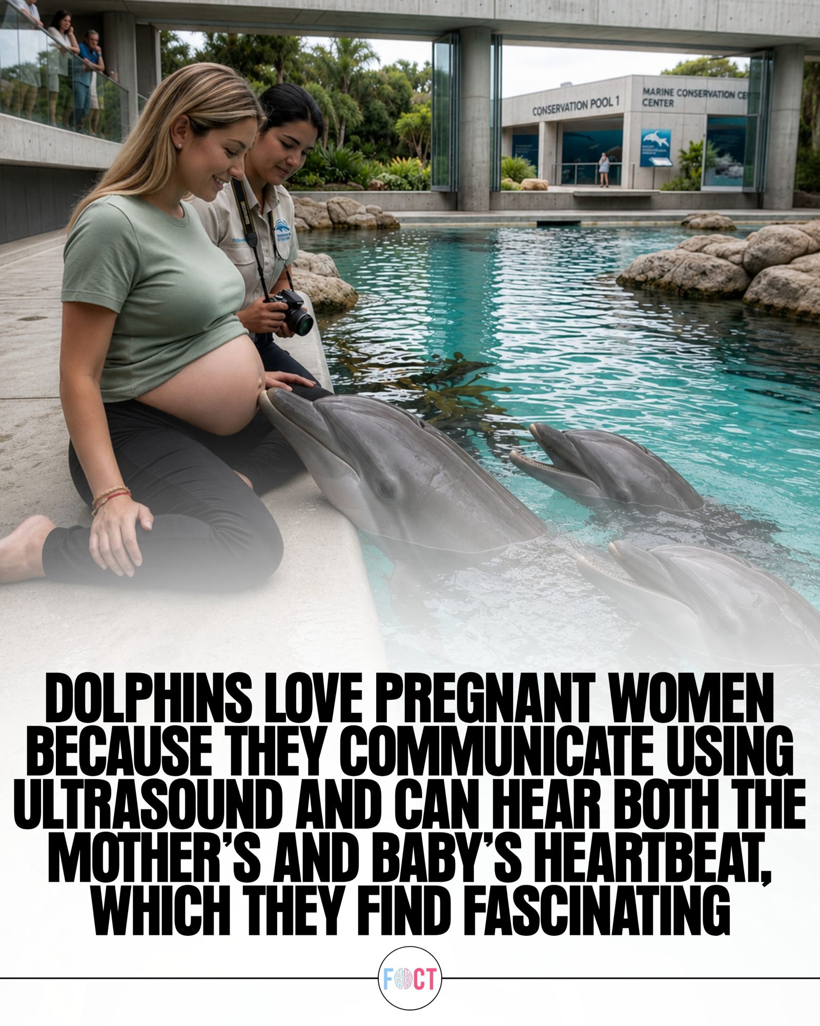 Dolphins' Fascinating Interactions with Pregnant Women